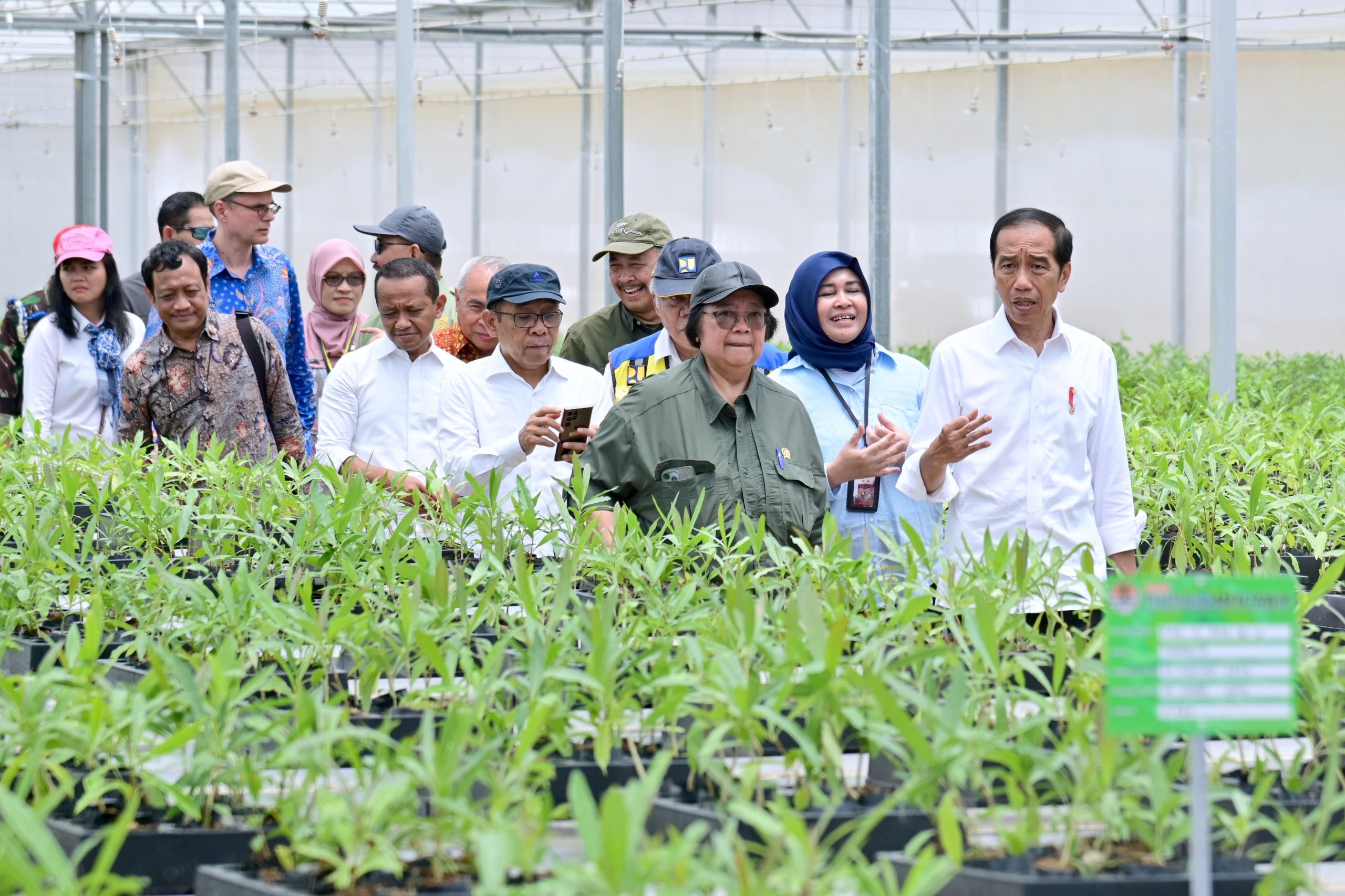 Read more about the article Persemaian Mentawir untuk Hijaukan IKN dan Kalimantan